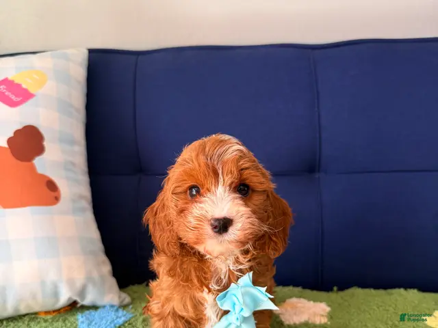 Cavapoo dogs for sale: cooper - Ad 1
