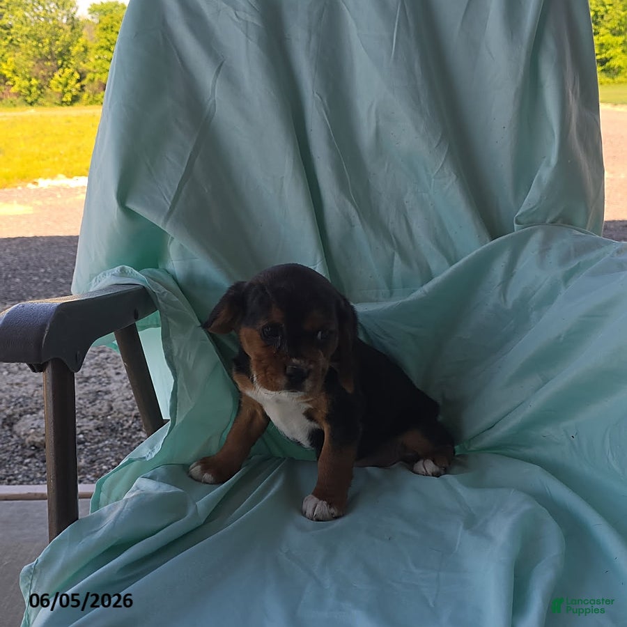 Beaglier dogs Pearl - Ad 2