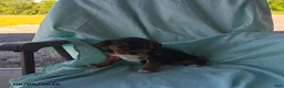 Beaglier dogs for sale: Pearl - Ad 2