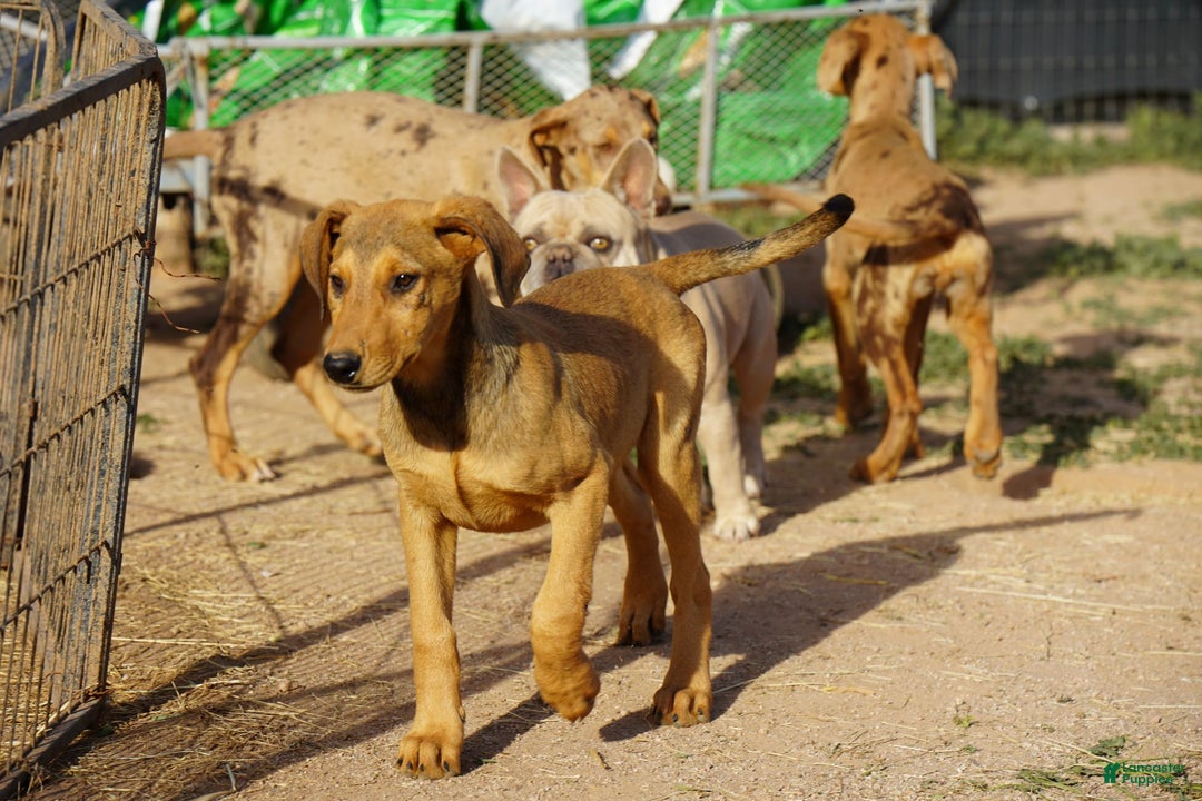 Mixed Breed dogs for sale: Fawnish Sable M RT - Ad 6