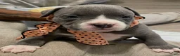 American Bully dogs for sale: Princess  - Ad 5