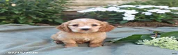 English Cocker Spaniel dogs for sale: Myles - Ad 3