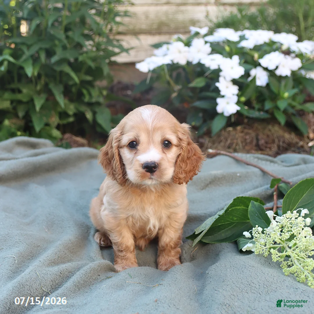 English Cocker Spaniel dogs for sale: Myles - Ad 3