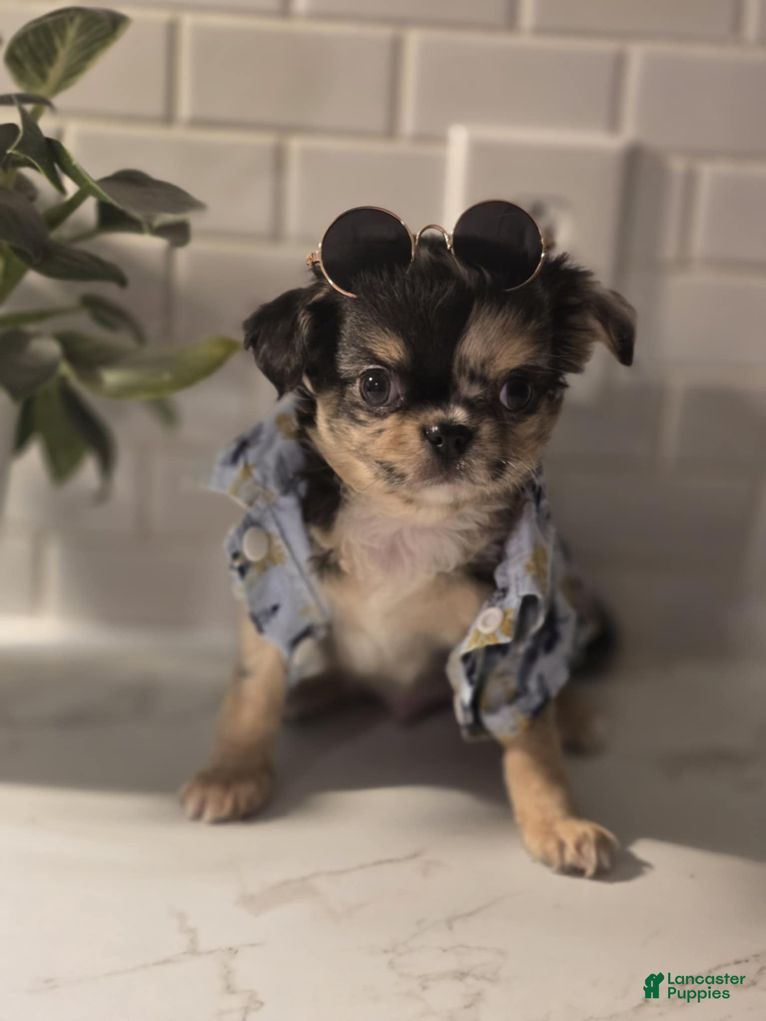 Chihuahua dogs Stitch - Ad 42