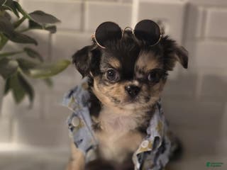 Chihuahua dogs Stitch - Ad 21