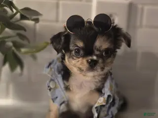 Chihuahua dogs Stitch - Ad 42