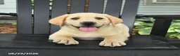 Labrador Retriever dogs for sale: Scout - Ad 3