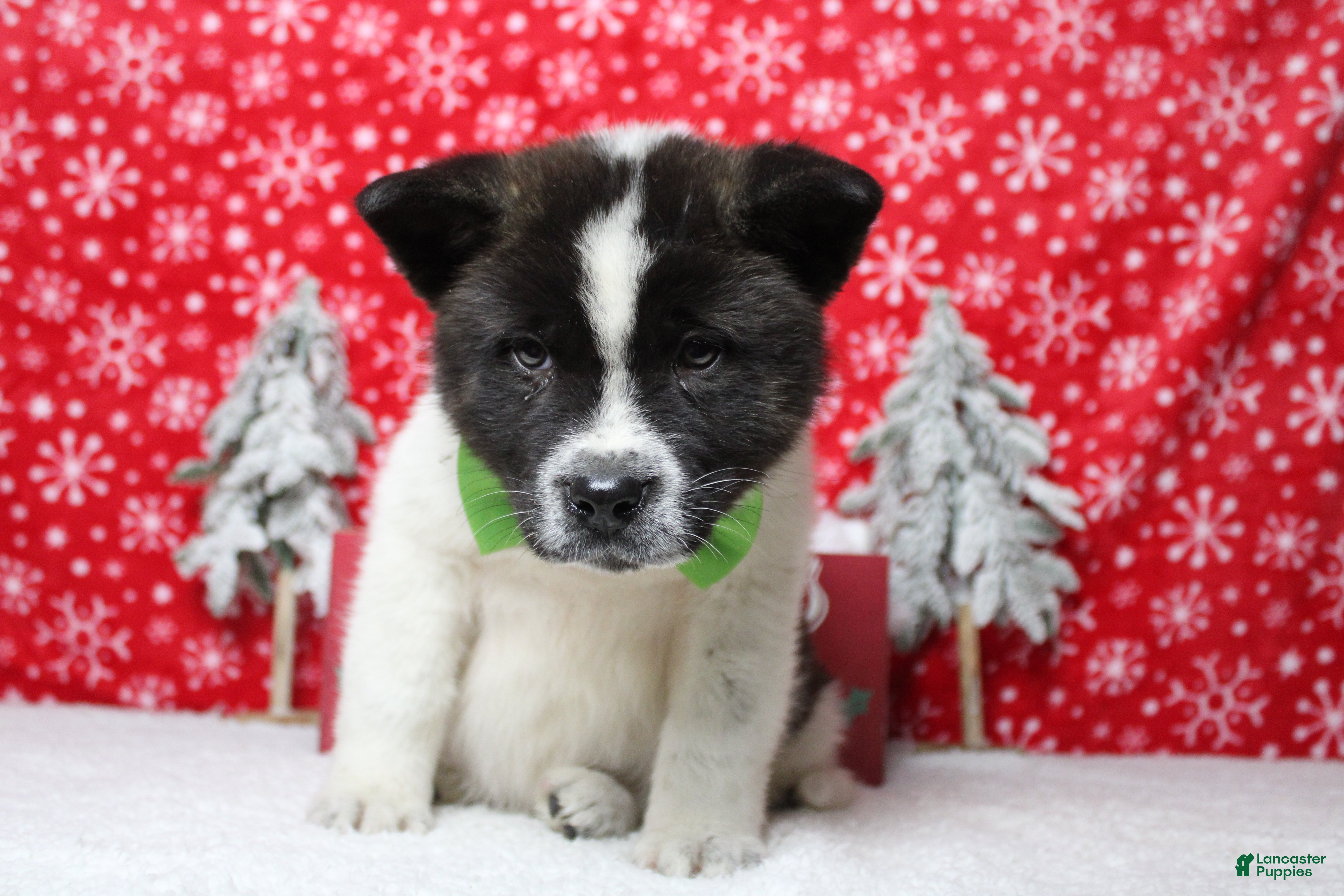 Akita dogs Merle - Ad 30
