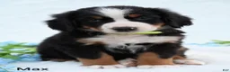 Bernese Mountain Dog dogs for sale: Max - Ad 5