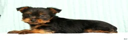 Yorkshire Terrier dogs for sale: Mitch - Ad 4