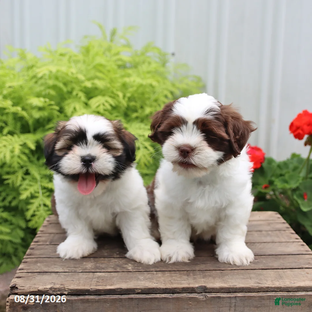 Shih Tzu dogs for sale: Teddy - Ad 2