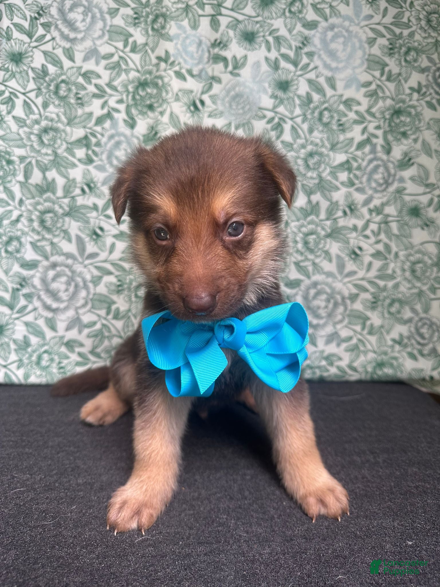German Shepherd dogs Oak - Ad 2