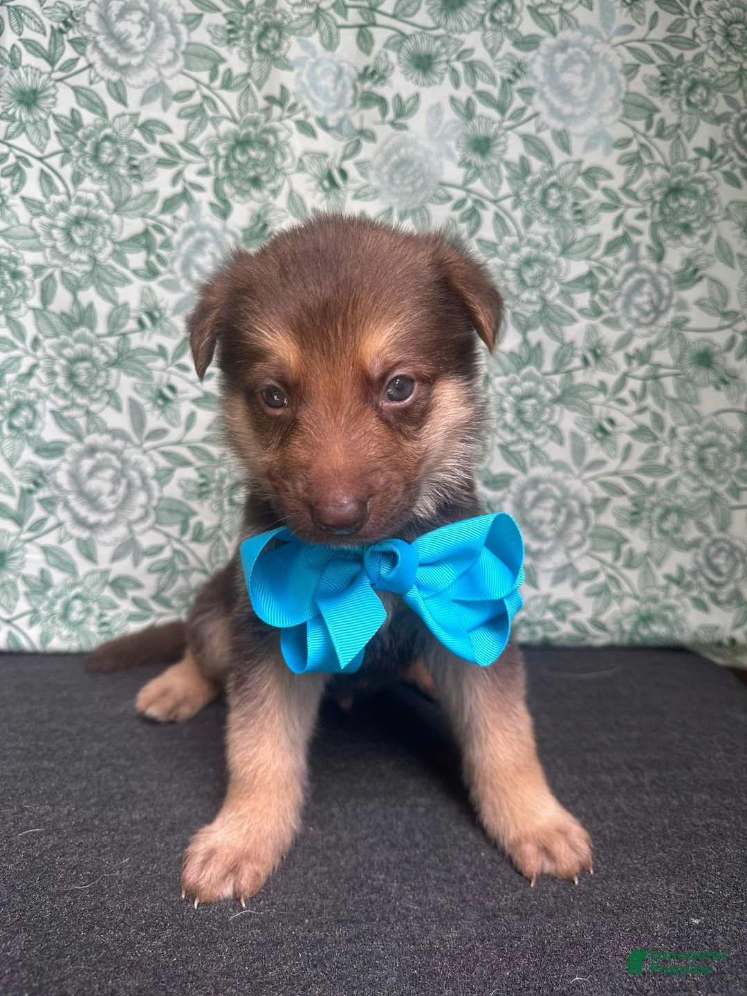 German Shepherd dogs for sale: Oak - Ad 2