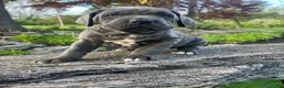 Cane Corso dogs for sale: Aria - Ad 4