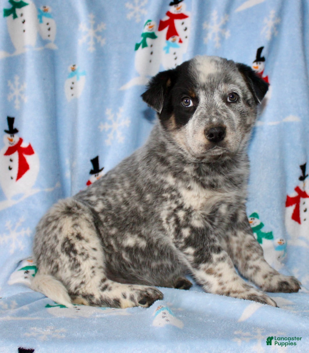 Australian Cattle Dog dogs for sale: Rusty - Ad 4