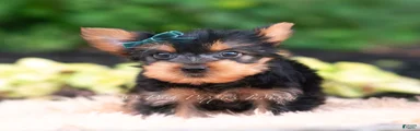 Suki