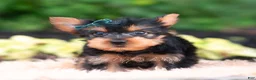 Yorkshire Terrier dogs for sale: Suki - Ad 1