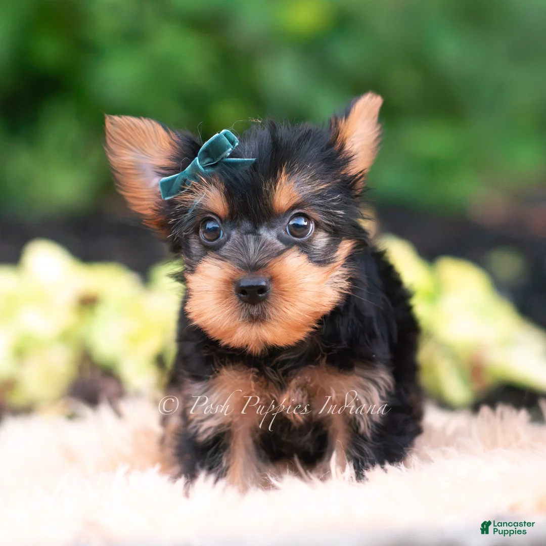 Yorkshire Terrier dogs for sale: Suki - Ad 1