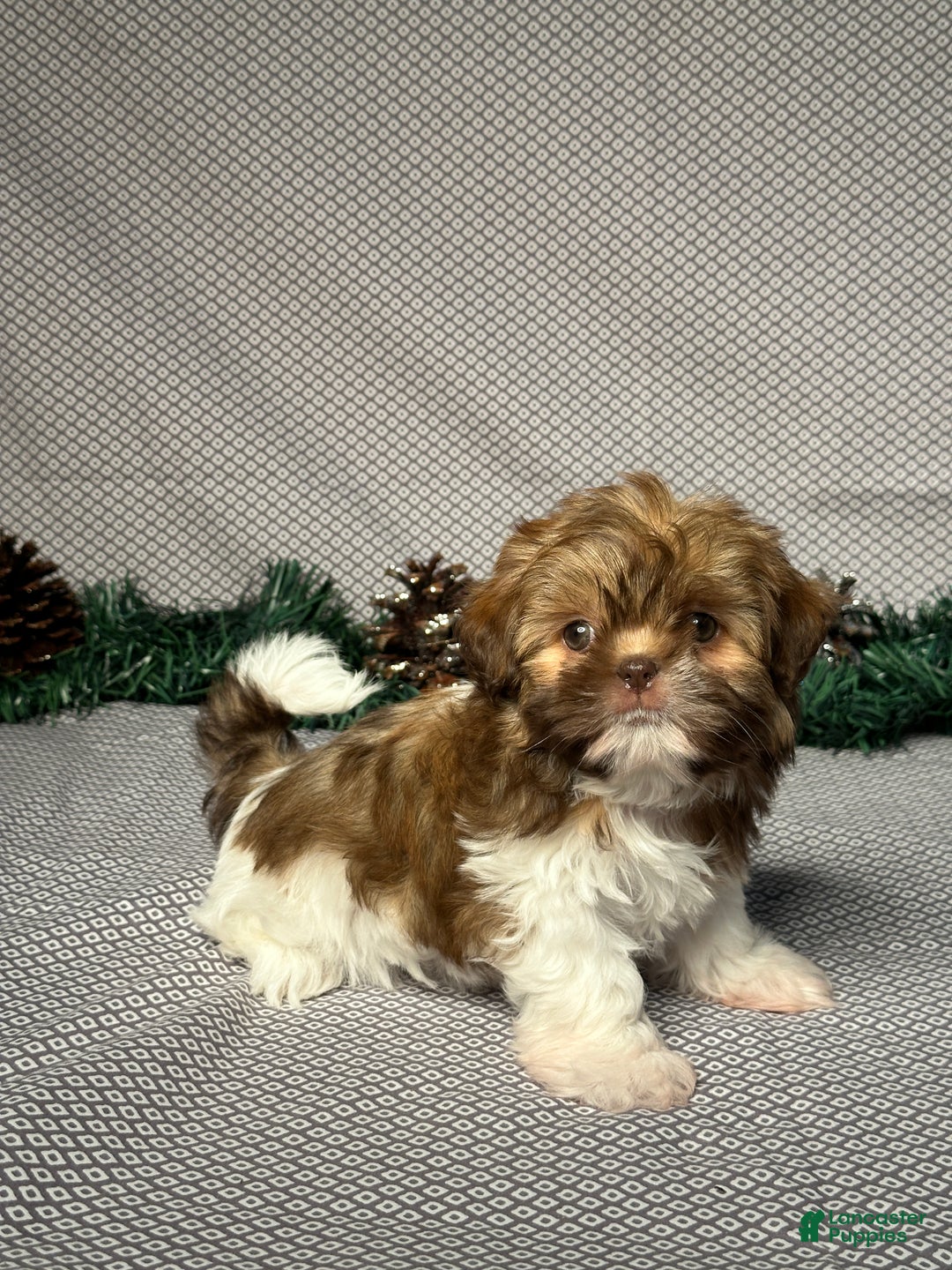 Shih Tzu dogs for sale: Zoey - Ad 2