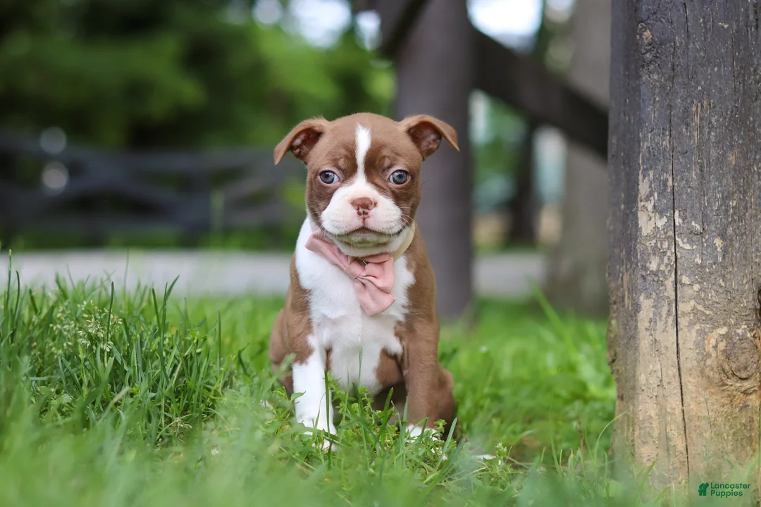Boston Terrier dogs for sale: Ember - Ad 1
