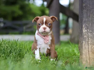 Boston Terrier dogs for sale: Ember - Ad 2