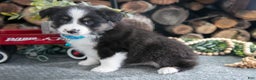 Miniature Australian Shepherd dogs for sale: Barney - Ad 3