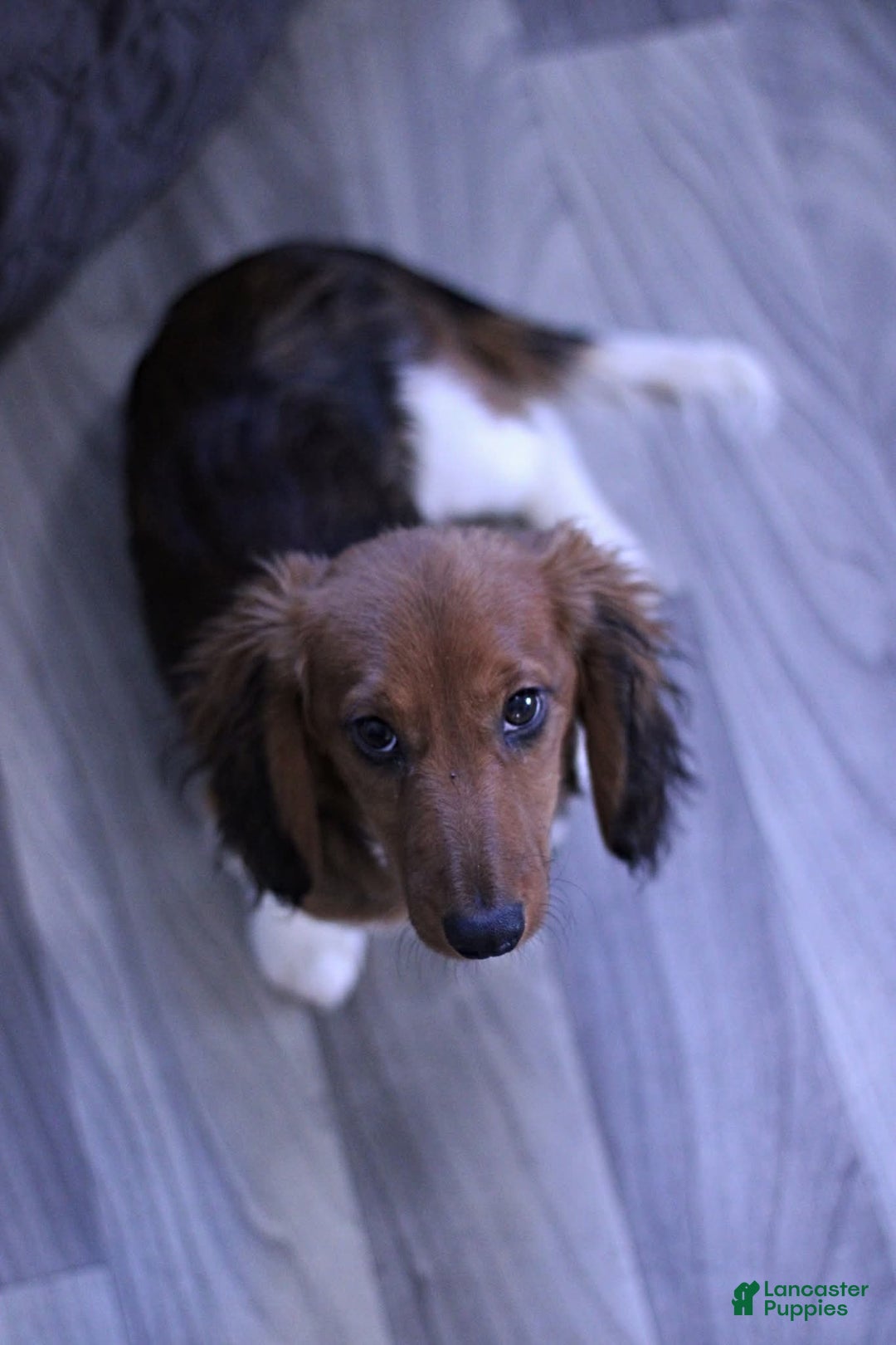 Miniature Dachshund dogs for sale: Bagel - Ad 10