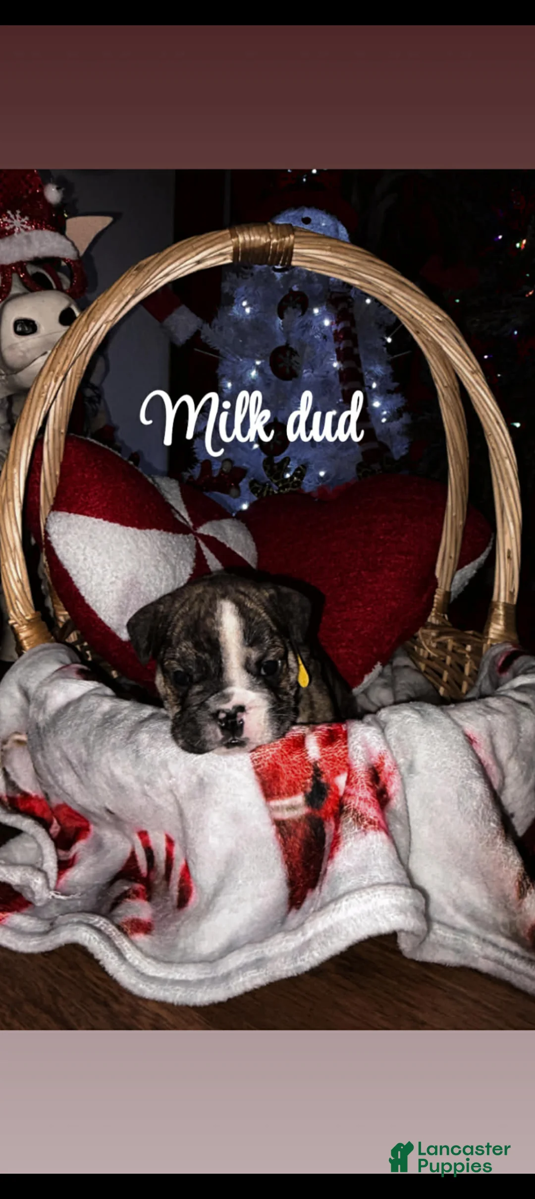 English Bulldog dogs for sale: Suga Baby  - Ad 16