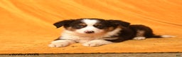 Miniature Australian Shepherd dogs for sale: Wrangler - Ad 3