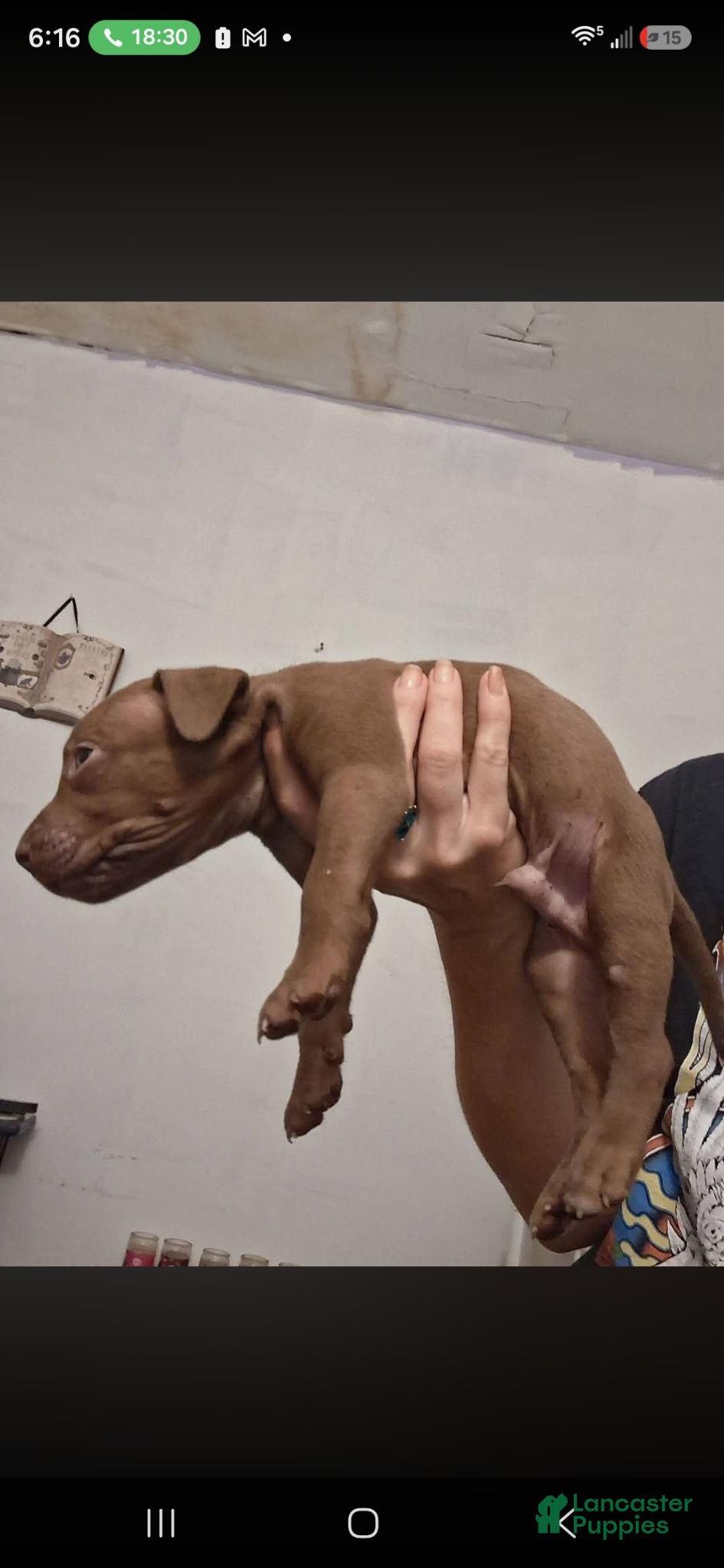 Mixed Breed dogs Mixed Breed 1 - Ad 11