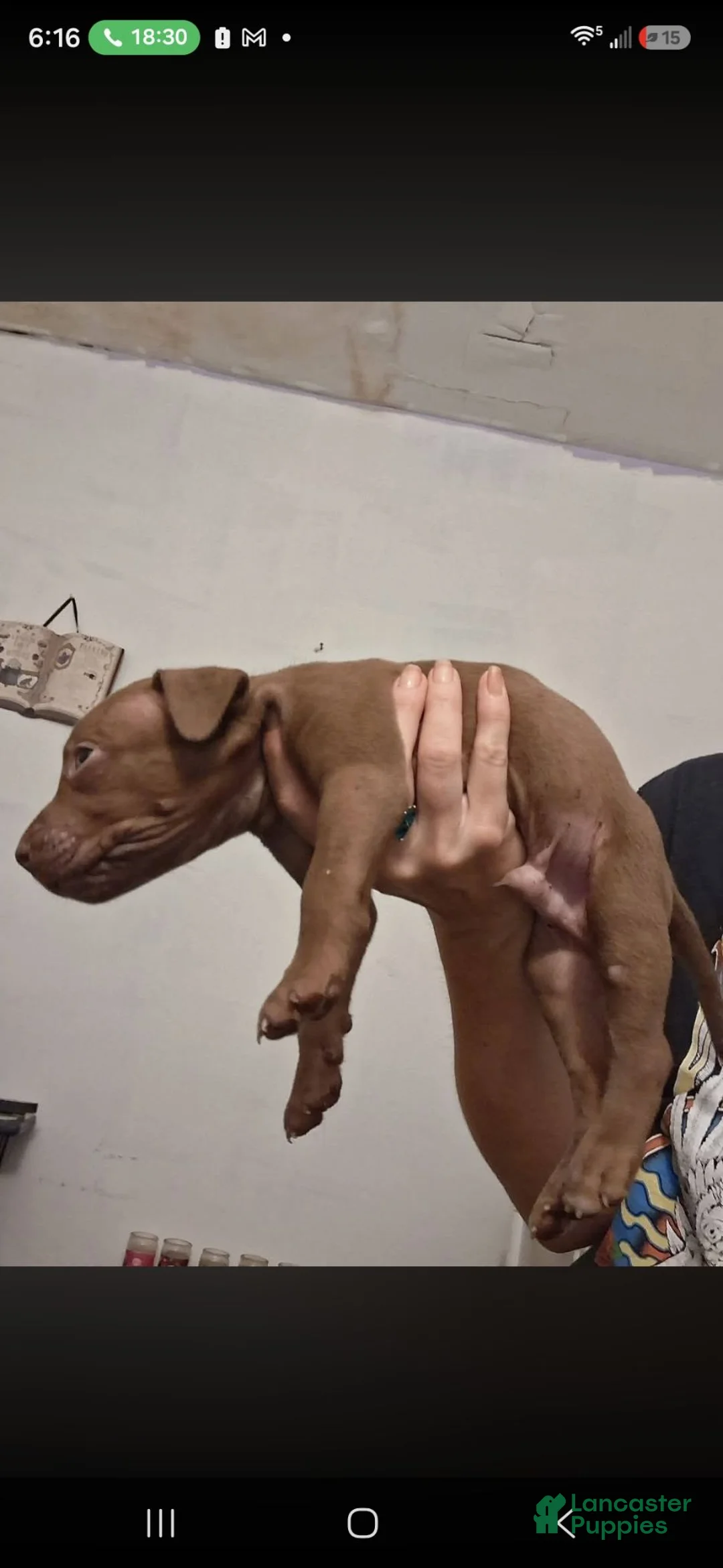 Mixed Breed dogs for sale: Mixed Breed 1 - Ad 1