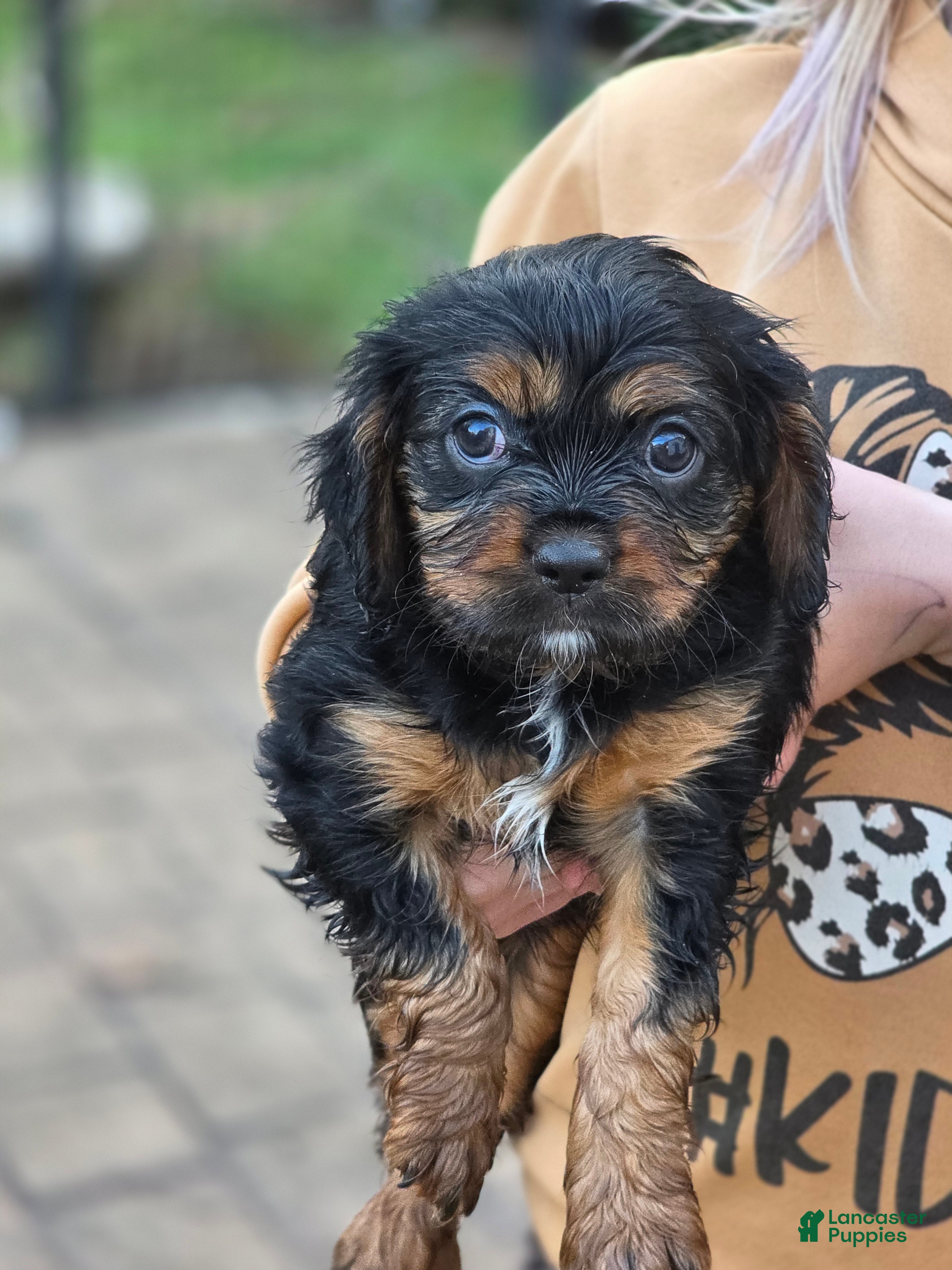 Mixed Breed dogs Mixed Breed Puppy 4 - Ad 1