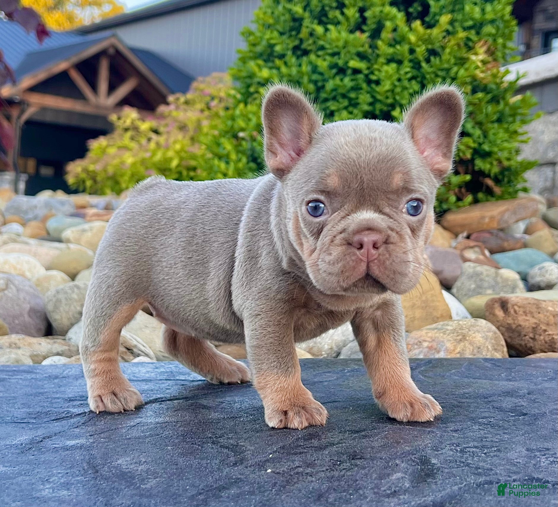 French Bulldog dogs Tracy - Ad 1
