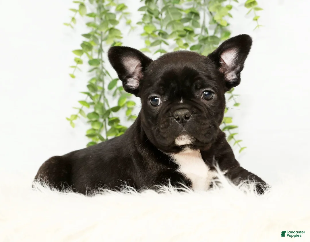 Frenchton dogs for sale: Vick - Ad 4