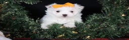 Maltese dogs for sale: APOLLO - Ad 13