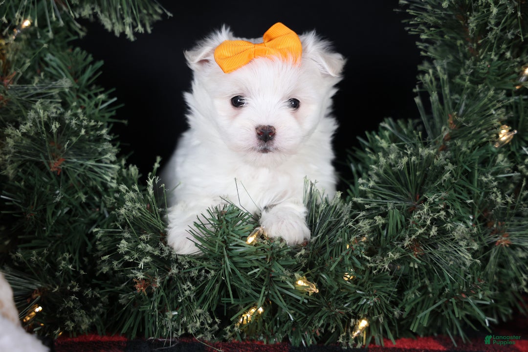 Maltese dogs for sale: APOLLO - Ad 13