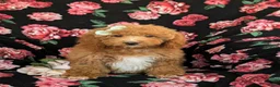 Mini Goldendoodle dogs for sale: Daisy Hypoallergenic - Ad 2