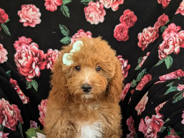Mini Goldendoodle dogs for sale: Daisy Hypoallergenic - Ad 2
