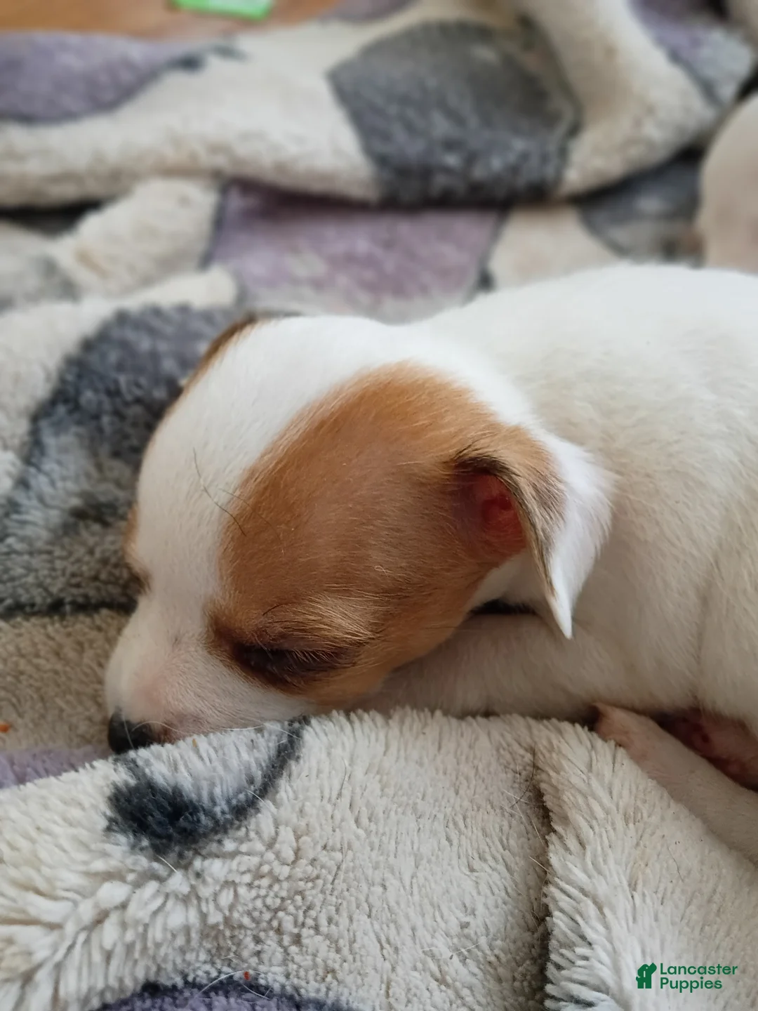 Chihuahua dogs for sale: Chihuahua Puppy 5 - Ad 1