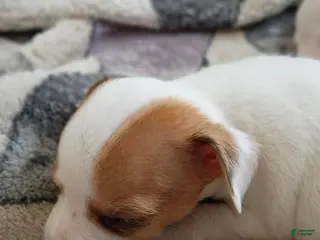 Chihuahua dogs Chihuahua Puppy 5 - Ad 18