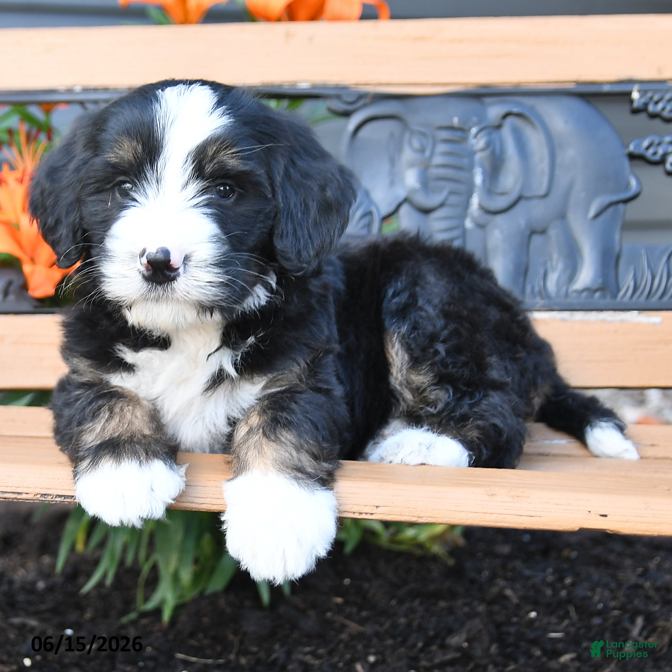 Bernedoodle dogs Max - Ad 2