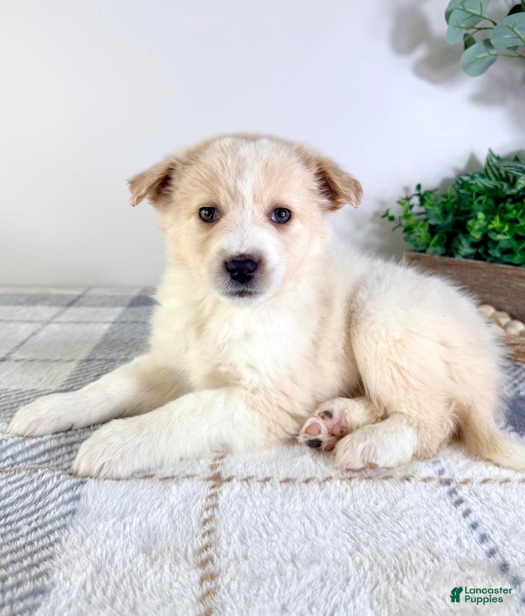 Mixed Breed dogs for sale: Honey - Ad 5
