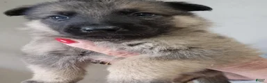 German Shepherd 5