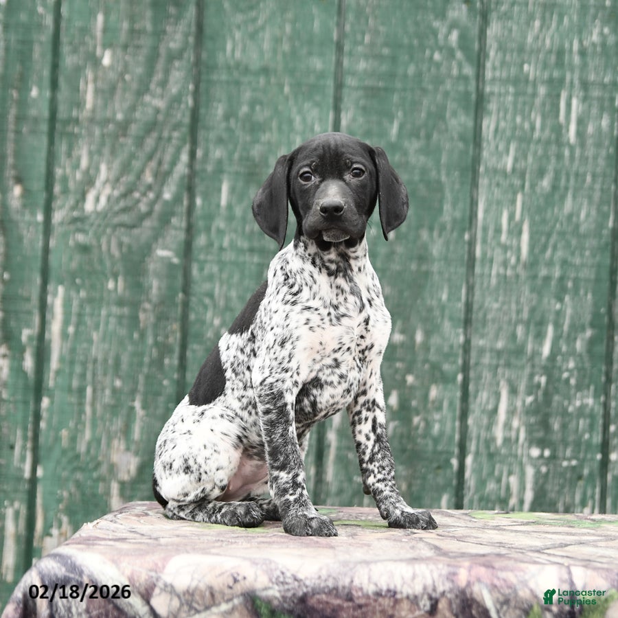 German Shorthaired Pointer dogs Freya - Ad 1