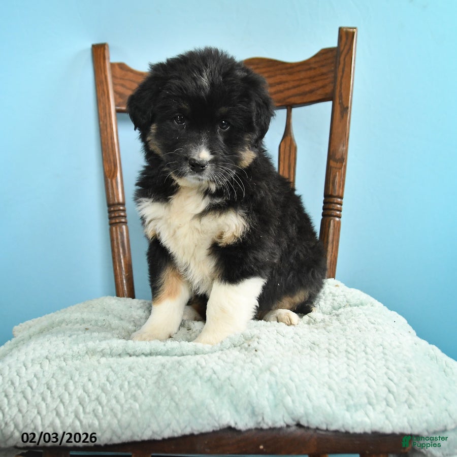 Miniature Australian Shepherd dogs Carley - Ad 1