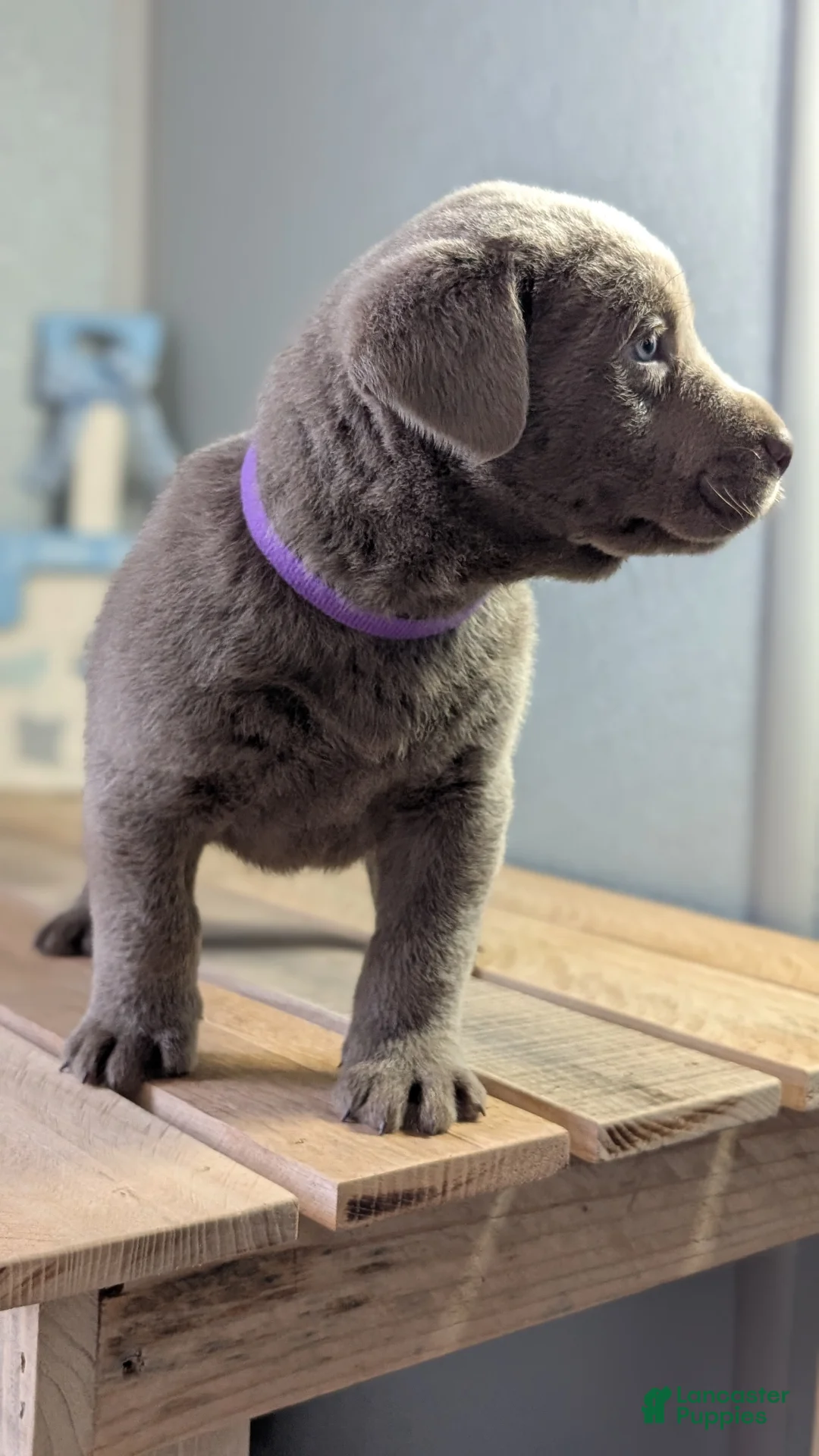 Labrador Retriever dogs for sale: Kooper - Ad 3