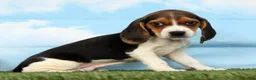 Beagle dogs for sale: Tawny - Ad 5