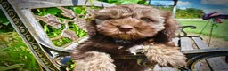 Havapoo dogs for sale: Frisco - Ad 5