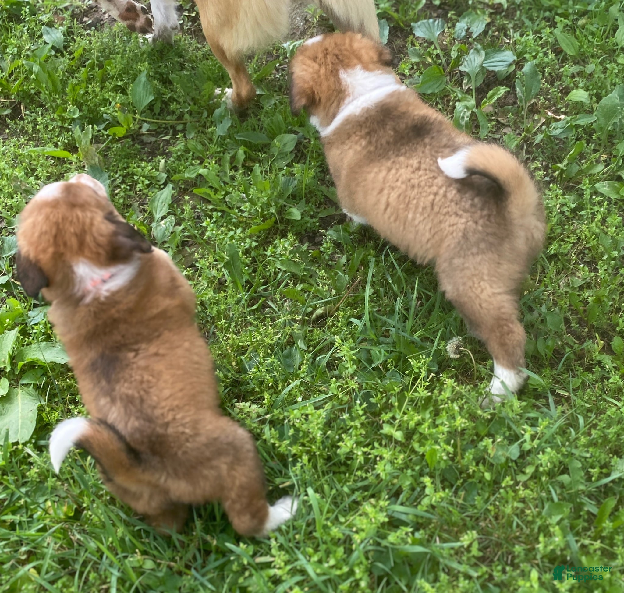 Mixed Breed dogs for sale: ♥️HAPPY GIRL HEIDI♥️ - Ad 9