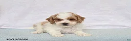Cavapoo dogs for sale: Donut - Ad 5